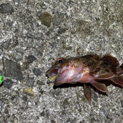 姫路メバリング｜激渋でアタリ無し・・・