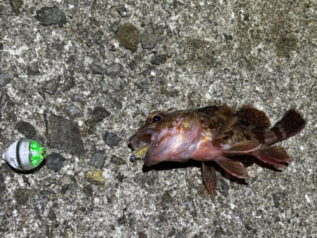 姫路メバリング｜激渋でアタリ無し・・・