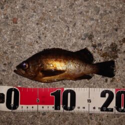 電気ウキ釣り 3