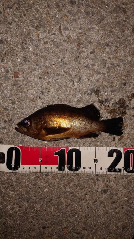 電気ウキ釣り 3