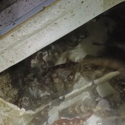 ボートメバリング