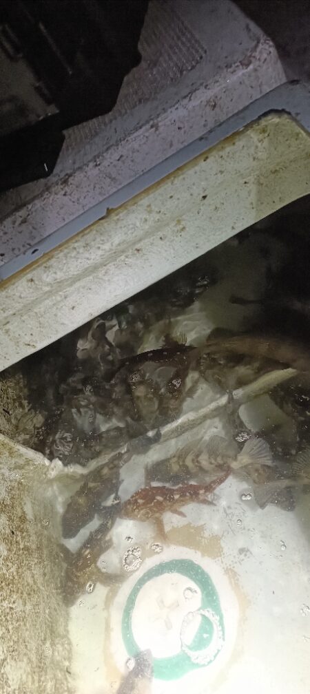 ボートメバリング