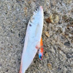 3回ヒットで楽しかったが残念、、、