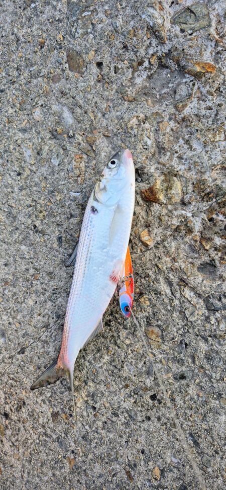 3回ヒットで楽しかったが残念、、、