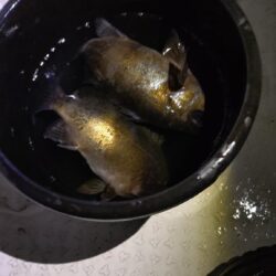 今年釣り始めは夜メバル