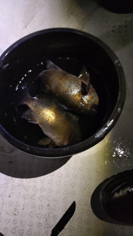 今年釣り始めは夜メバル