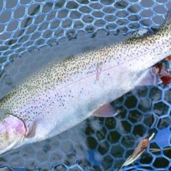 前半苦戦後半まあまあ ～岡崎トラウトポンド…