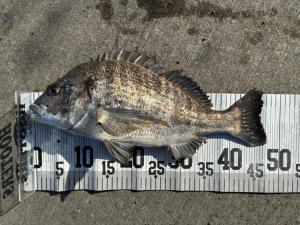 イチノ兄弟、釣果！