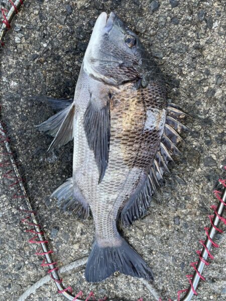 イチノ兄弟、釣果！