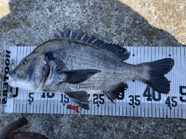 イチノ兄弟、釣果！