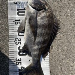 イチノ兄弟、釣果！