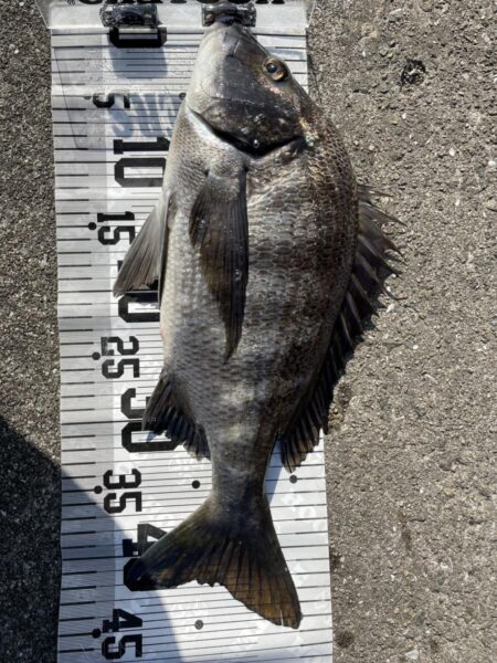 イチノ兄弟、釣果！