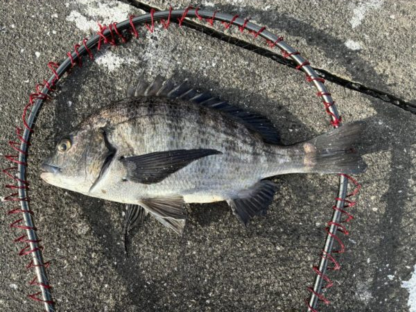 イチノ兄弟、釣果!