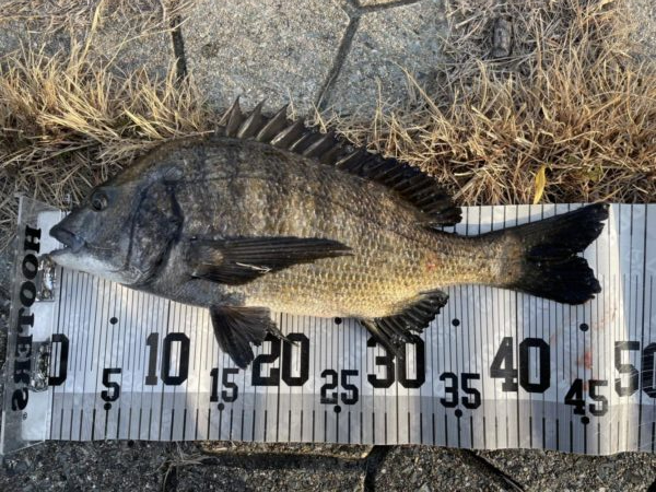 イチノ兄弟、釣果!