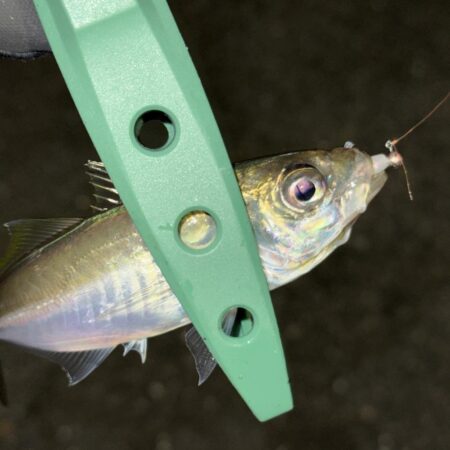 アジングは楽しい