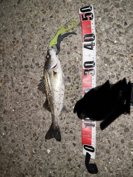 流れあり静かな海