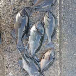 和歌山市江（吉丸渡船）でグレ釣り