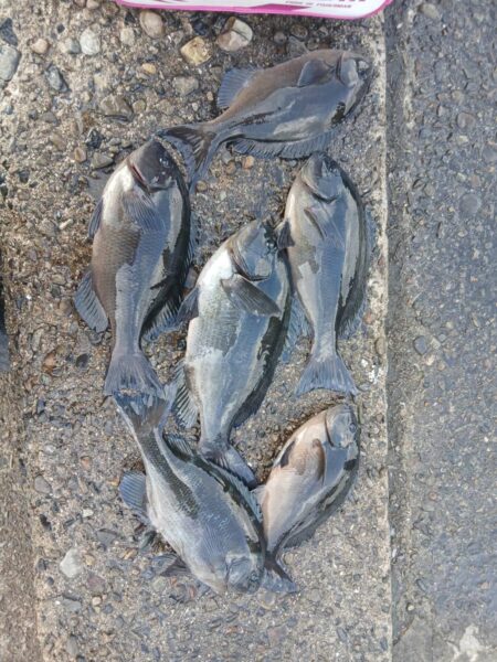 和歌山市江（吉丸渡船）でグレ釣り