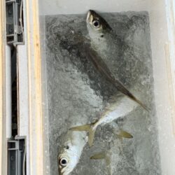 中アジを狙っての釣行しました！！