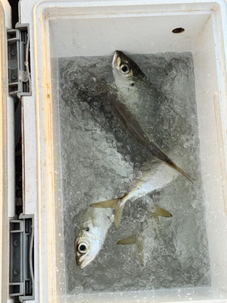 中アジを狙っての釣行しました！！