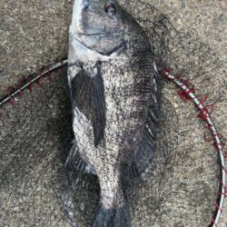 イチノ兄弟、釣果！