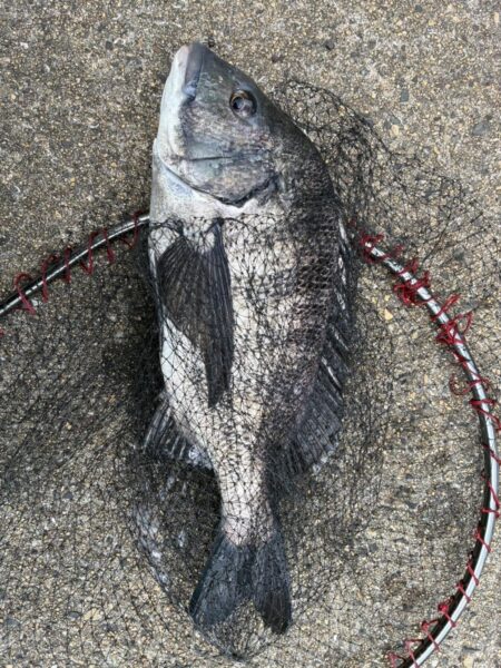 イチノ兄弟、釣果！