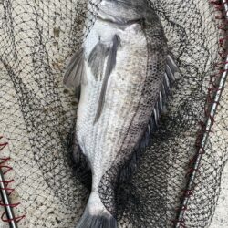 イチノ兄弟、釣果!