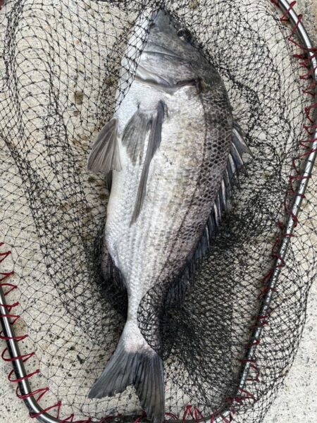 イチノ兄弟、釣果!