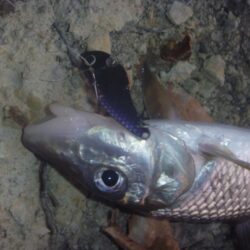 1月の淡水魚釣行