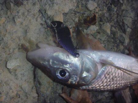 1月の淡水魚釣行