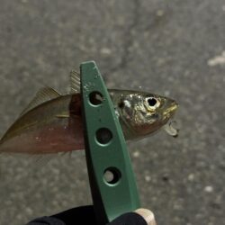 新春変態鯵釣行