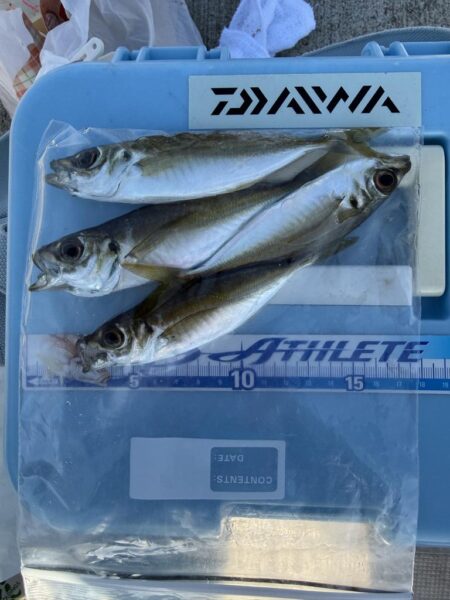 アジ釣り