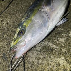 ブリブリのブリ。