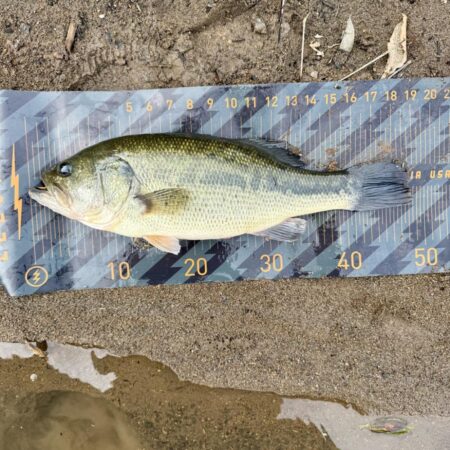 令和8年初バス🐟