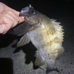 メバルはタイミング