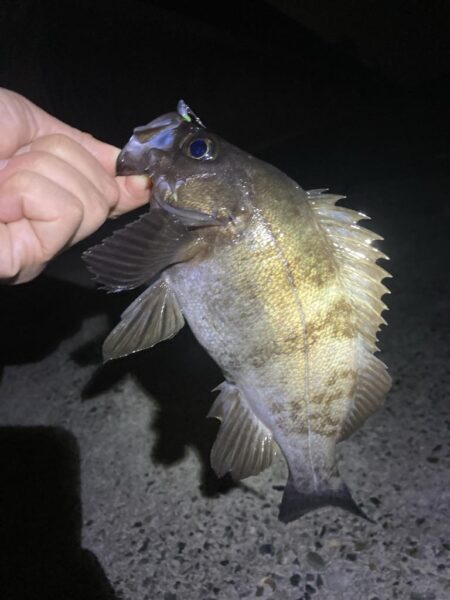 メバルはタイミング