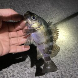 初釣りはメバリング