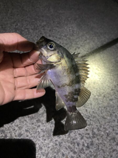 初釣りはメバリング