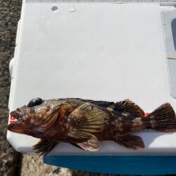 シロギスタ:2026年初釣行