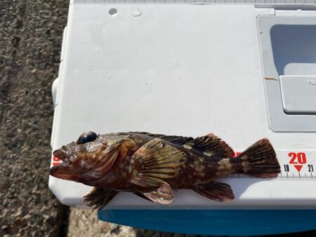 シロギスタ:2026年初釣行