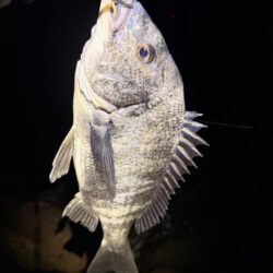 まるは釣具○○店激推しワームで一撃‼️