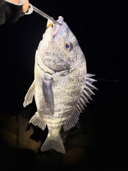 まるは釣具○○店激推しワームで一撃‼️