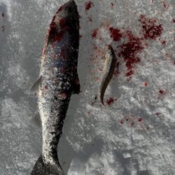 今年も開花しました！サクラとワカサギ 釣り