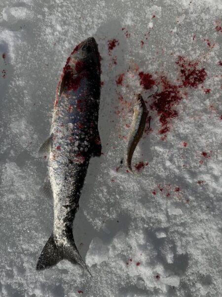 今年も開花しました！サクラとワカサギ 釣り
