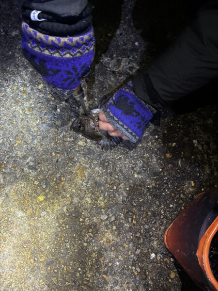 東二見メバル23