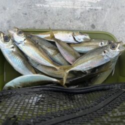 淡路島アジング