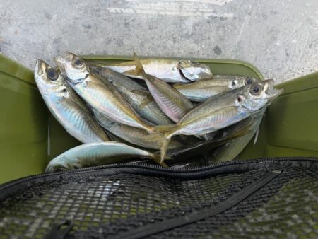 淡路島アジング