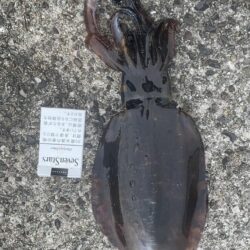 年明け2回目アジパトロール