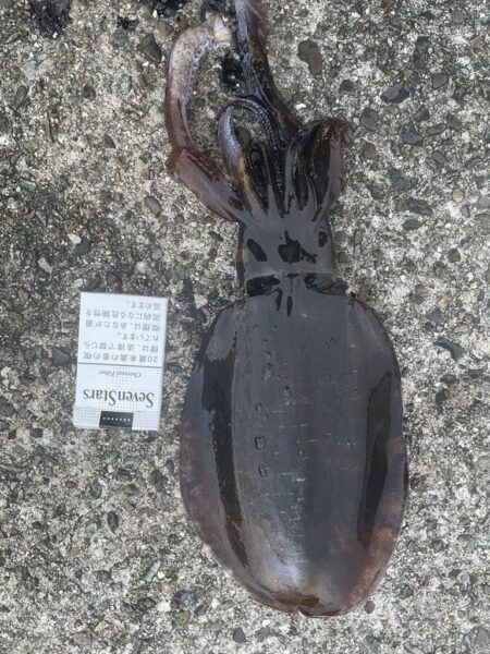 年明け2回目アジパトロール