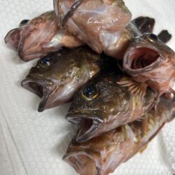 2026.No.2  ライトゲーム